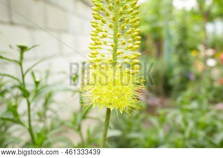 Steppelilje Eremurus Stenophyllus. Inflorescence Of Eremurus Narrow-leaved Bungei Or Stenophyllus Cl