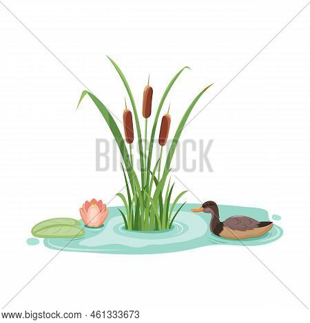 Wild Mallard Duck In Reeds With Water Lilies. Vector Illustration Of Lake Cattail With Lotus.