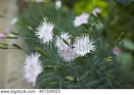 Many Small Pale Pink Carnation Flowers On A Background Of Grey-green Leaves. Pentecost Carnation (di