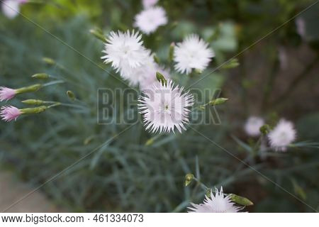 Many Small Pale Pink Carnation Flowers On A Background Of Grey-green Leaves. Pentecost Carnation (di
