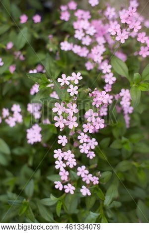 Flowering Rock Soapwort, Saponaria Ocymoides. Saponaire De Montpellier - Perennial Flowers.