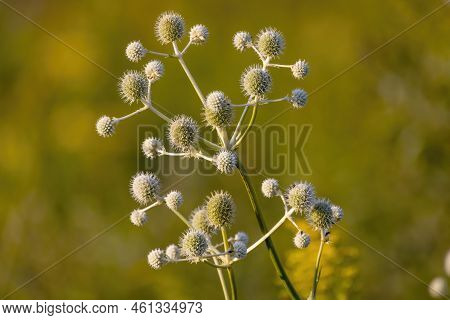 Rattlesnake Master (eryngium Yuccifolium) Is A Beautifully Unusual Plant With White, Ball-shaped Flo