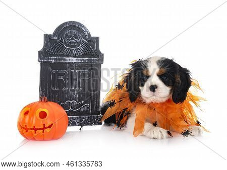 Puppy Cavalier King Charles In Front Of White Background