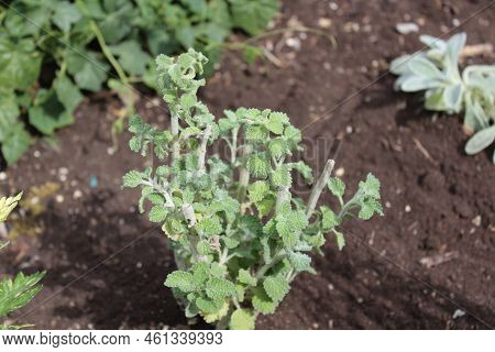 Horehound In The Summer In The Herb Garden
