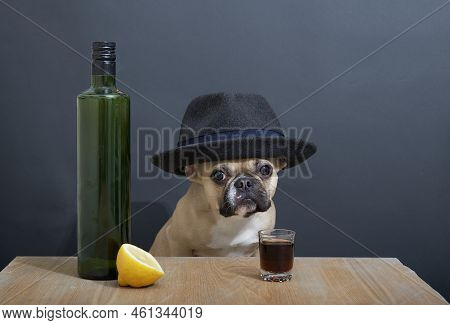 A French Bulldog Breed Dog With A Glass Of Strong Alcohol, A Designer Bottle Of Wine And A Sliced Le