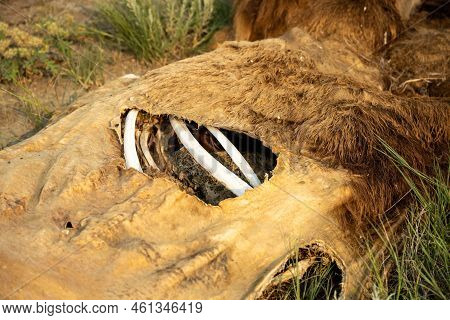 Bison Rib Bones Dry In The Sun Though Ripped Hide Alongside Trail In Theodore Roosevelt National Par
