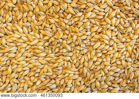 Full Frame Of Barley Grain Malt Ingredient In Cooking And Beverage Production. Process Of Making Cra
