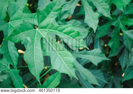 Tree Spinach Is Scientifically Named Cnidoscolus Chayamansa Mcvaugh A Very Nutritious Vegetable. It 