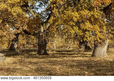 Autumn Oak Tree Foliage. Yellow Quercus Leaves In The Fall. Gavurky. Slovakia.