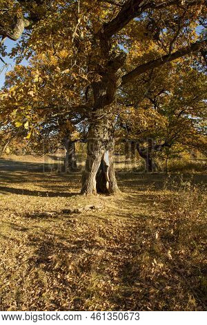 Autumn Oak Tree Foliage. Yellow Quercus Leaves In The Fall. Gavurky. Slovakia.