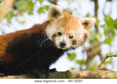 Vörös Panda