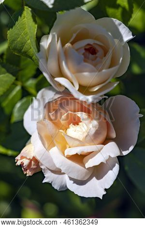 Delicate Fragrant Beautiful Cream Roses Flower Bloom On A Bush Among Emerald Leaves In The Garden In