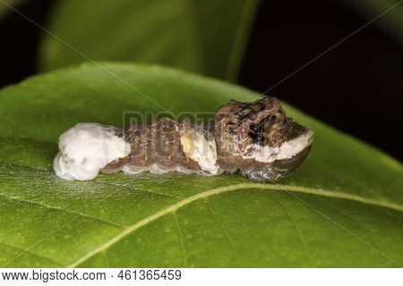 A Giant Swallowtail Butterfly Larva (also Known As An Orange Dog) Is A Double Mimic, Resembling A Bi