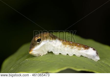 A Spicebush Butterfly Larva (papilio Troilus) Uses Mimicry To Avoid Predation By Resembling A Bird D