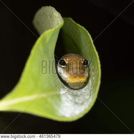 A Spicebush Butterfly Larva (papilio Troilus) Avoids Predation By Constructing A Leaf Shelter To Hid