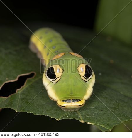 A Master Of Mimicry, A Spicebush Butterfly Larva (papilio Troilus) Avoids Predation By Resembling A 