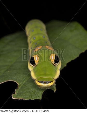 A Master Of Mimicry, A Spicebush Butterfly Larva (papilio Troilus) Avoids Predation By Resembling A 