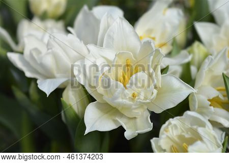 Murillo Tulip White Flowers In The Spring