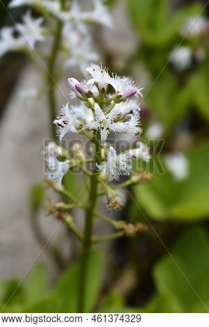 Common Bogbean White Flowers In The Spring