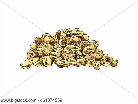 Fenugreek Seeds Hand Drawn Vector Illustration Isolated On White Background.