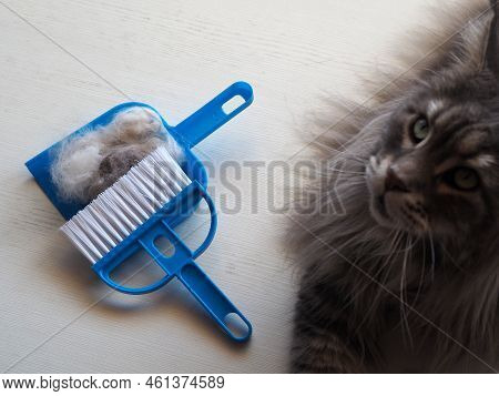 The Hair After Molting The Cat Is Collected In A Dustpan With A Brush. Cleaning Cat Hair At Home. Pe