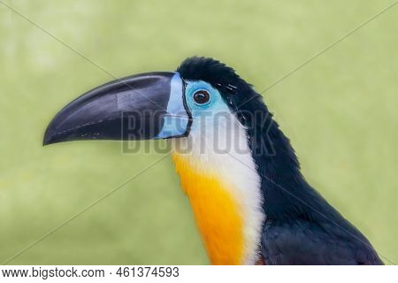 The Head Of Toucan-ariel (lat. Ramphastos Vitellinus) With A Beautiful Yellow Breast And A Powerful 