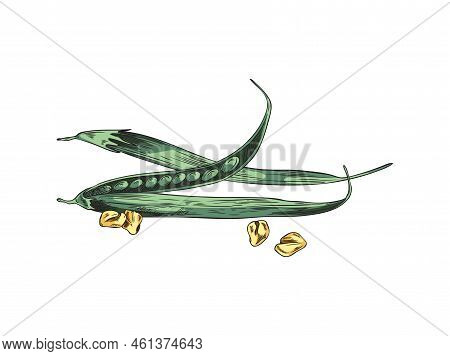 Fenugreek Or Methi Indian Food Plant Pods Sketch Vector Illustration Isolated.