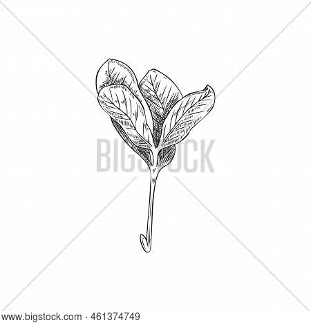 Fenugreek Leaves Hand Drawn Engraving Monochrome Vector Illustration Isolated.