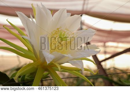 Dragon Fruit Or White Fleshed Pitahaya Blooms. Scientific Name Hylocereus Undatus.