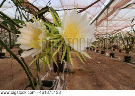 Dragon Fruit Or White Fleshed Pitahaya Blooms. Scientific Name Hylocereus Undatus.