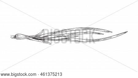 Spring Onion With Straplike Leaves Engraving Vector Illustration Isolated.