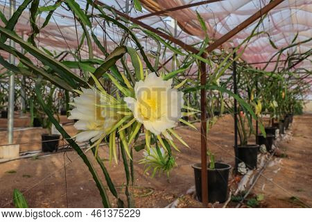 Dragon Fruit Plant Or Hylocereus Undatus Plant.
