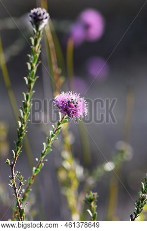 Pinkish Purple Flowers Of The Australian Native Myrtle Kunzea Capitata, Family Myrtaceae, Growing In