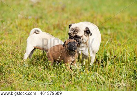 Cute Bastard Malinois Puppy And Bullmastiff Playing With Pug Puppy