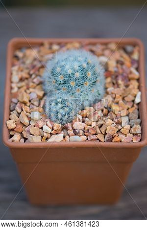 Mammillaria Carmenae In Flower Pot Show Nature Background