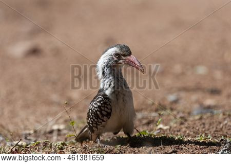 Red-billed Hornbill ( Tockus Rufirostris) Pilanesberg Nature Reserve, South Africa
