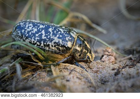 A Big Scarab Beetle (polyphylla Fullo) Walking On Sand, France