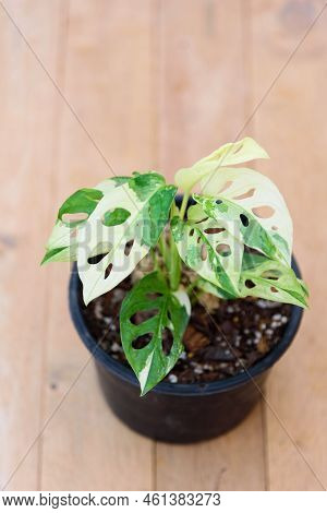 Monstera Adansonii Albo  Variegated Giant In The Pot