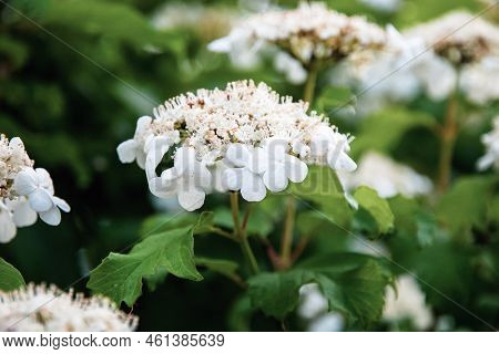 Viburnum Opulus, European Highbush Cranberry, Guelder Rose White Flowers Blossom Closeup