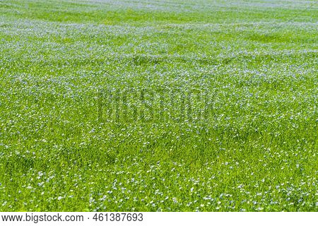 Blue Field Of Flowering Flax. Agricultural Background. Blooming Flax As A Summer Background. Cheerfu