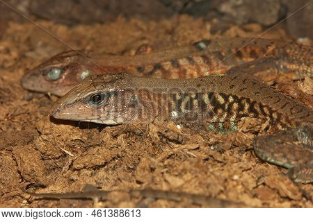 Detailed On Two Barred Whiptail Lizards, Holcosus Undulatus Endemic To Mexico