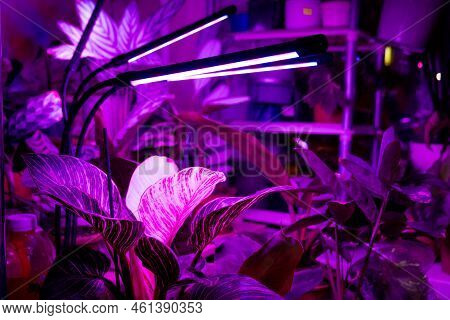 Growing Indoor Plants With Artificial Lighting With An Ultraviolet Lamp.