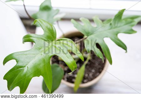 Philodendron Mayo In The Interior Of The House. Carved Leaves Of A Houseplant In A Pot. Care And Cul