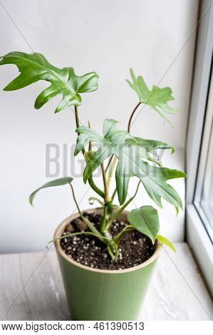 Philodendron Mayo In The Interior Of The House. Carved Leaves Of A Houseplant In A Pot. Care And Cul
