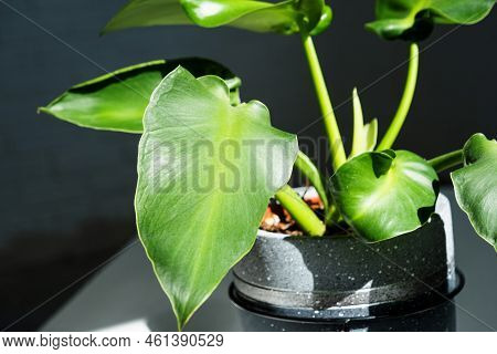 Philodendron Rugosum Close-up In The Interior. Houseplant Growing And Caring For Indoor Plant