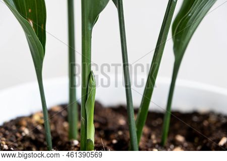 A New Sprout Of Aspidistra Close-up. A Houseplant With Stiff Leaves And Growing Out Of The Ground.