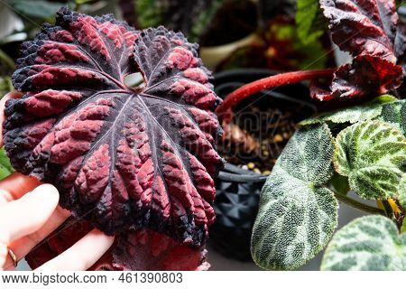 Home Potted Plant Begonia Decorative Deciduous In The Interior Of The House. Hobbies In Growing, Car