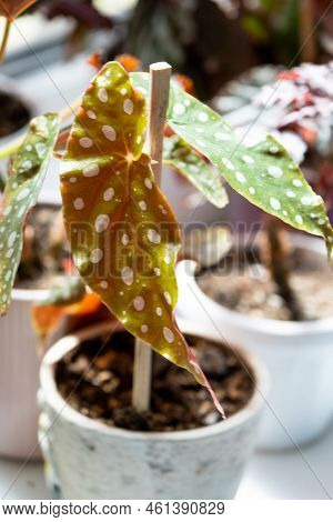 Home Potted Plant Begonia Decorative Deciduous In The Interior Of The House. Hobbies In Growing, Car