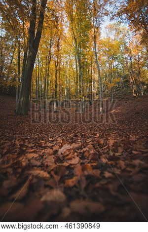 Autumn In Forest