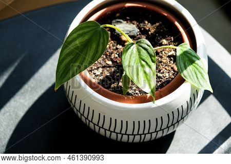Philodendron Plowmanii A Small Rooted Stalk In A Pot Close-up. Breeding Of Rare Species Of Houseplan